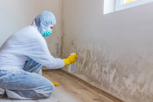 Licensed Mold Inspection service in Buckley, WA - WQB Mold Removal