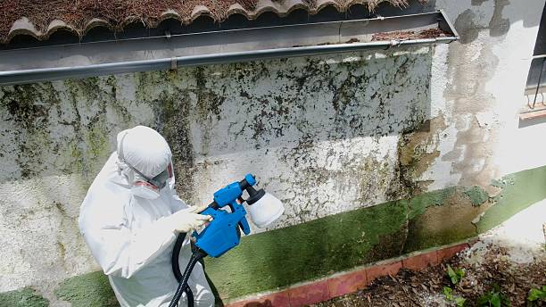 Top rated local Mold Inspection specialists in Buckley, WA